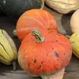 Rose Hill Farm photo
