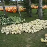 Eveland Family Farm photo