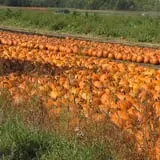 Eveland Family Farm photo