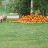 Eveland Family Farm photo