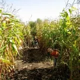 Eveland Family Farm photo