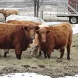 Eveland Family Farm photo