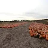 Eveland Family Farm photo