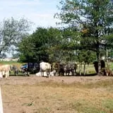Eveland Family Farm photo