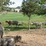 Eveland Family Farm photo