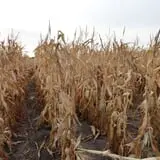 Eveland Family Farm photo