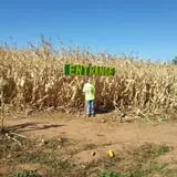 Spearfish Valley Corn Maze & Pumpkin Patch photo