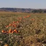 Spearfish Valley Corn Maze & Pumpkin Patch photo