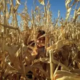 Spearfish Valley Corn Maze & Pumpkin Patch photo