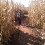 Spearfish Valley Corn Maze & Pumpkin Patch photo