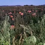 Spearfish Valley Corn Maze & Pumpkin Patch photo