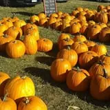 Spearfish Valley Corn Maze & Pumpkin Patch photo