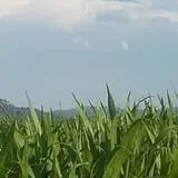 Spearfish Valley Corn Maze & Pumpkin Patch photo