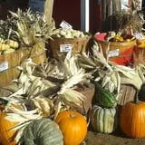 Spearfish Valley Corn Maze & Pumpkin Patch photo