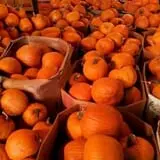 Spearfish Valley Corn Maze & Pumpkin Patch photo