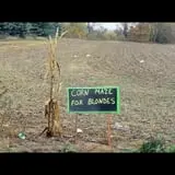 Spearfish Valley Corn Maze & Pumpkin Patch photo