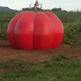 Spearfish Valley Corn Maze & Pumpkin Patch photo