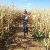 Spearfish Valley Corn Maze & Pumpkin Patch photo