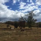 Narramore Farms Pumpkin Patch & Corn Maze photo