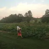 Narramore Farms Pumpkin Patch & Corn Maze photo