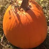 Narramore Farms Pumpkin Patch & Corn Maze photo
