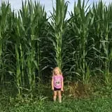 Narramore Farms Pumpkin Patch & Corn Maze photo