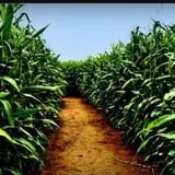 Narramore Farms Pumpkin Patch & Corn Maze photo