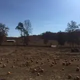 Narramore Farms Pumpkin Patch & Corn Maze photo