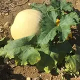 Narramore Farms Pumpkin Patch & Corn Maze photo