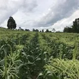 Narramore Farms Pumpkin Patch & Corn Maze photo