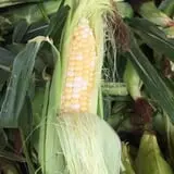 Narramore Farms Pumpkin Patch & Corn Maze photo