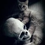 Salem Black Cat Tours photo