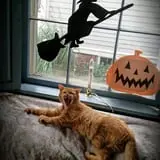 Salem Black Cat Tours photo