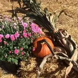 Three Cedars Farm photo