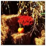 Three Cedars Farm photo