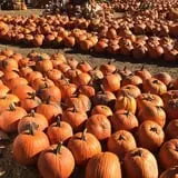 Three Cedars Farm photo