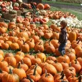 Three Cedars Farm photo