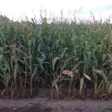 The Blast Corn Maze photo