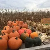 The Blast Corn Maze photo