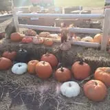 The Blast Corn Maze photo