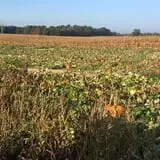 The Blast Corn Maze photo