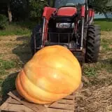 Dehn's Pumpkins photo