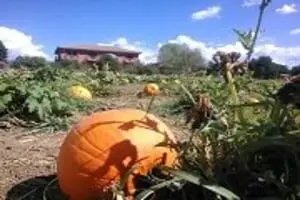Julian Mining Company U-Pick Pumpkins