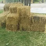 Peter's Pumpkin Patch photo