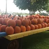 Peter's Pumpkin Patch photo