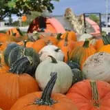 Peter's Pumpkin Patch photo