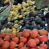 Peter's Pumpkin Patch photo