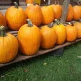 Peter's Pumpkin Patch photo