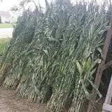 Peter's Pumpkin Patch photo