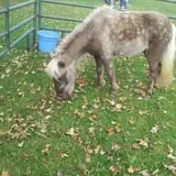 Peter's Pumpkin Patch photo